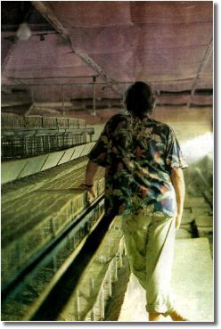 Hartyhuehnerstallback